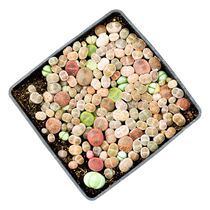 Stone flower whole pot of buttocks flower huge cost-effective pp peanut stone flower ass flower plant