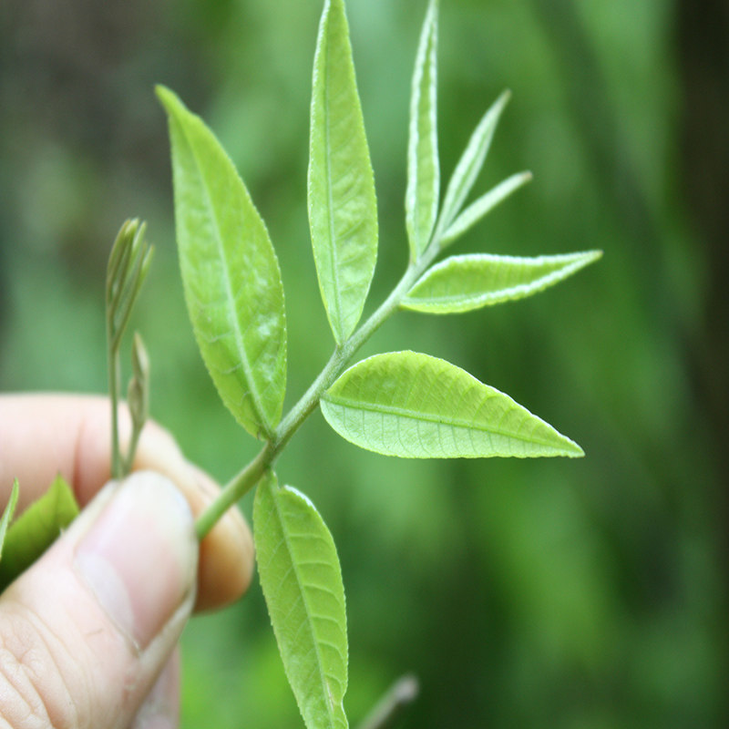 青钱柳茶特级嫩叶正品野生青钱柳金钱柳养生茶 买1送1买2发500克