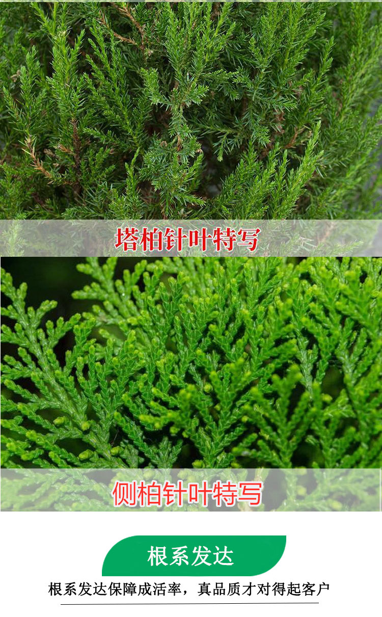 塔柏树苗侧柏树苗龙柏树苗绿化苗木桧柏扁柏树苗宝塔松树圆柏包邮