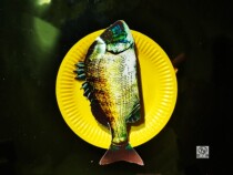 Pet funeral sacrifice burial paper money simulation dog food cat food Memorial death cremation burial Ashes