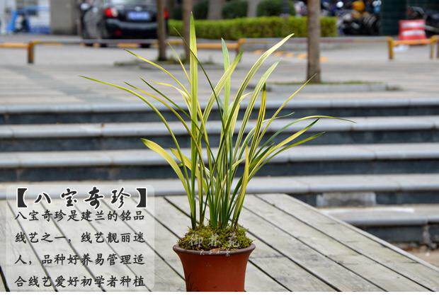 建兰八宝奇珍金边线艺兰花苗花卉室内盆景绿植盆栽花季带花苞包邮_7折