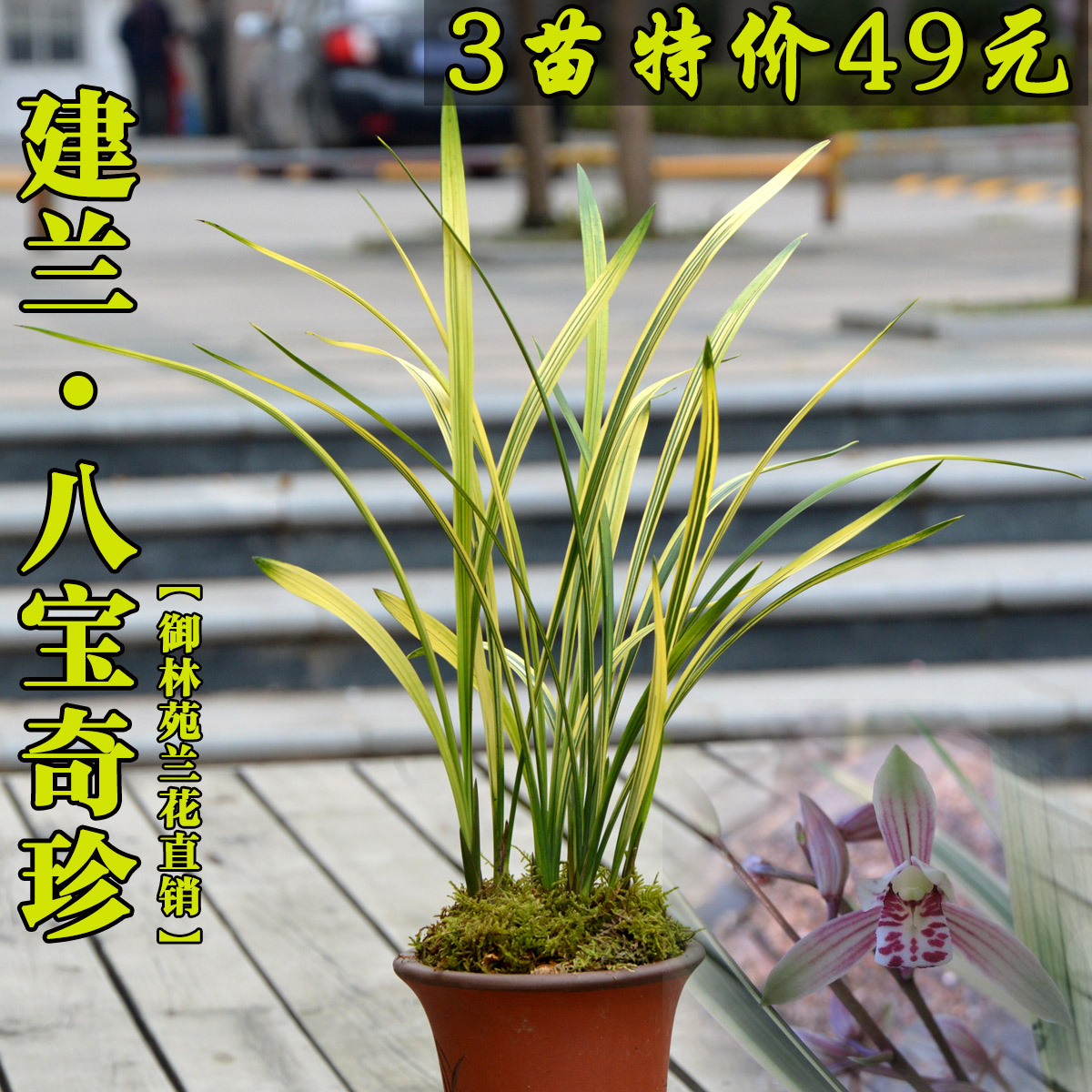 名称:建兰八宝奇珍金边线艺兰花苗花卉室内盆景绿植盆栽花季带花苞