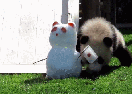 日本动物园送了小熊猫宝宝一个雪人当礼物,没想到却被熊猫粑粑拿去玩