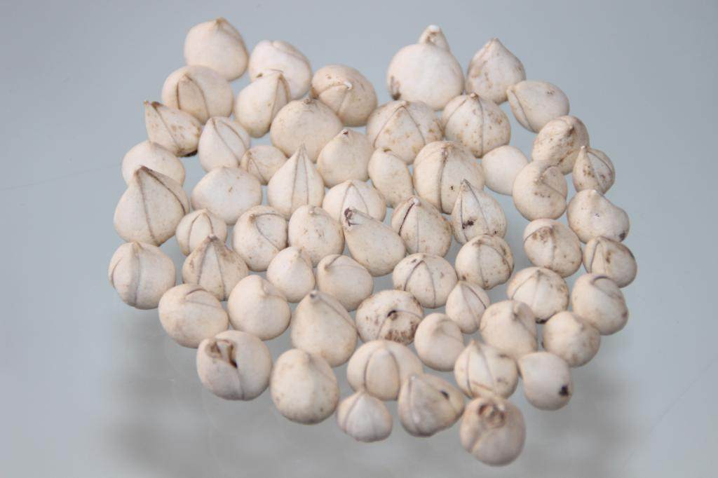 西藏特产 极品野生贝母 小贝 尖贝母 化痰 润肺止咳 正品保证 50g