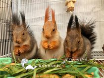 (Rat with you) dried wheat grass squirrel ChinChin rabbit guinea pig pasture wheat seedling gross weight 1000g