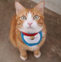 Squirrel hedgehog Chinchin guinea pig rabbit parrot cat and other pets take pictures and sell cute little belly pocket saliva towel