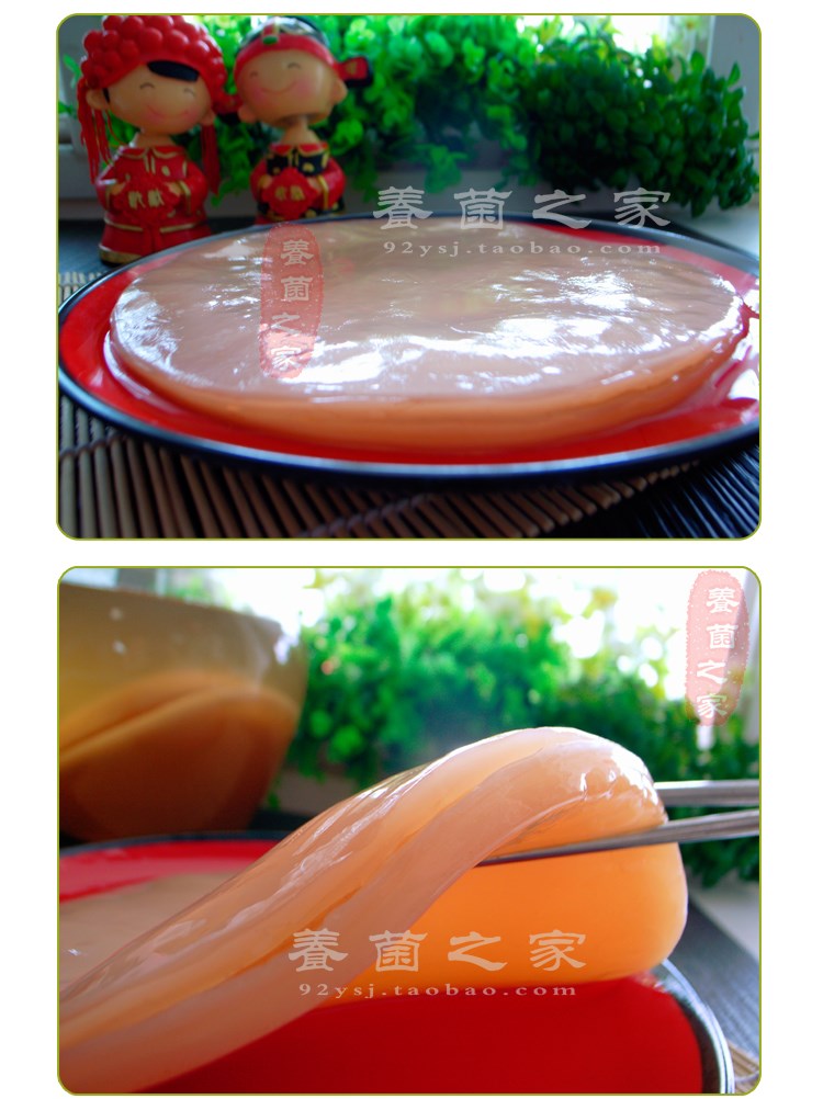 包邮 红茶菌 老坛菌种 醋蛾子海宝菌 格瓦斯保健饮料减脂治胃病