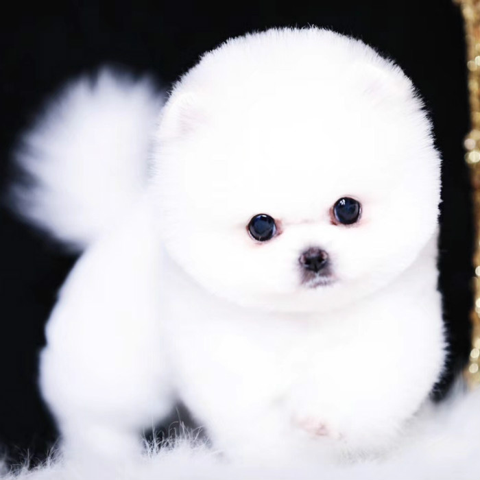 精品宠物幼犬狗狗 雪白色博美狗俊介犬 小茶杯体大爆毛_7折现价12000