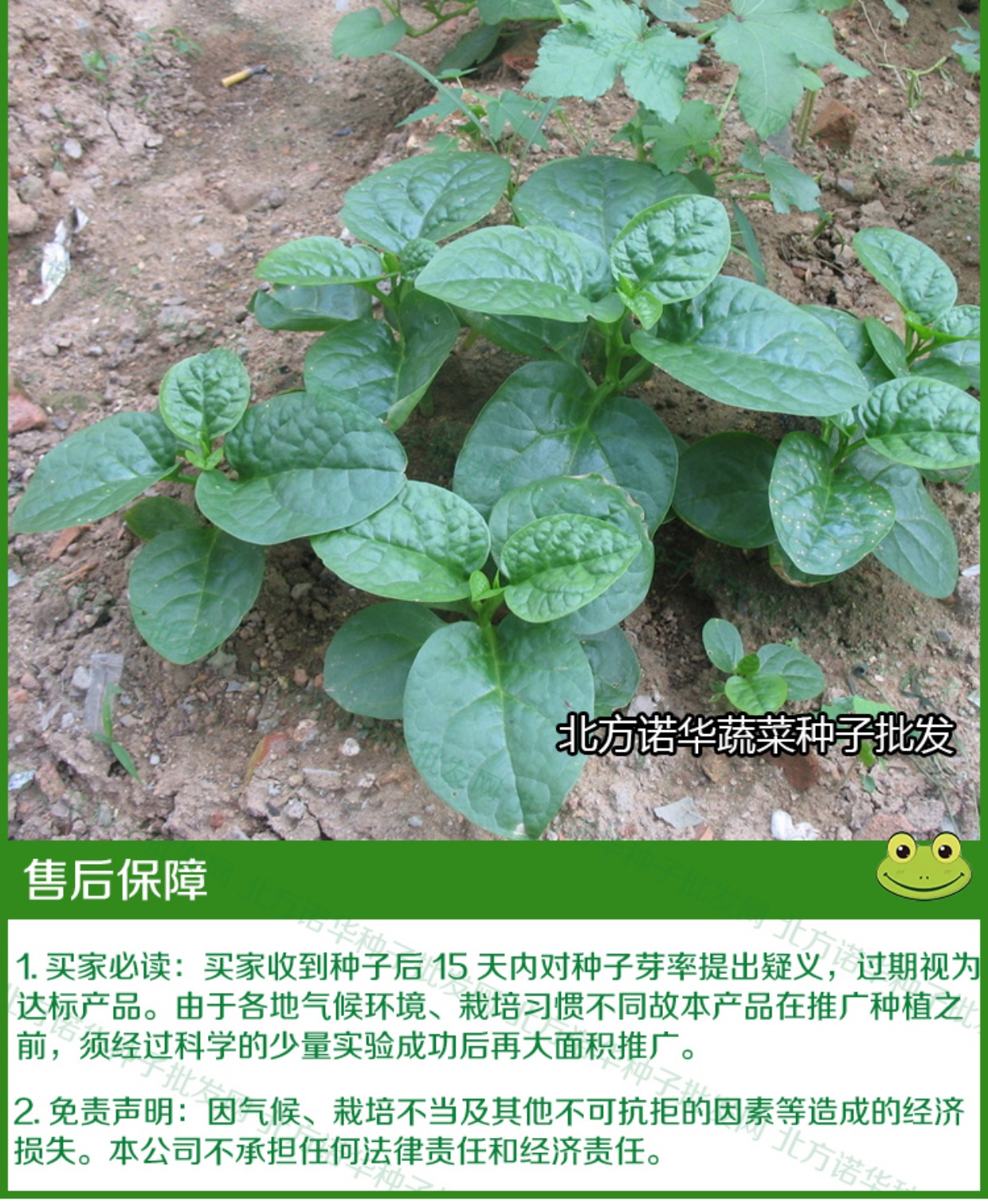夏季 木耳菜种子 大叶 四季播包邮 爬藤 耐热 蔬菜种子 阳台盆栽