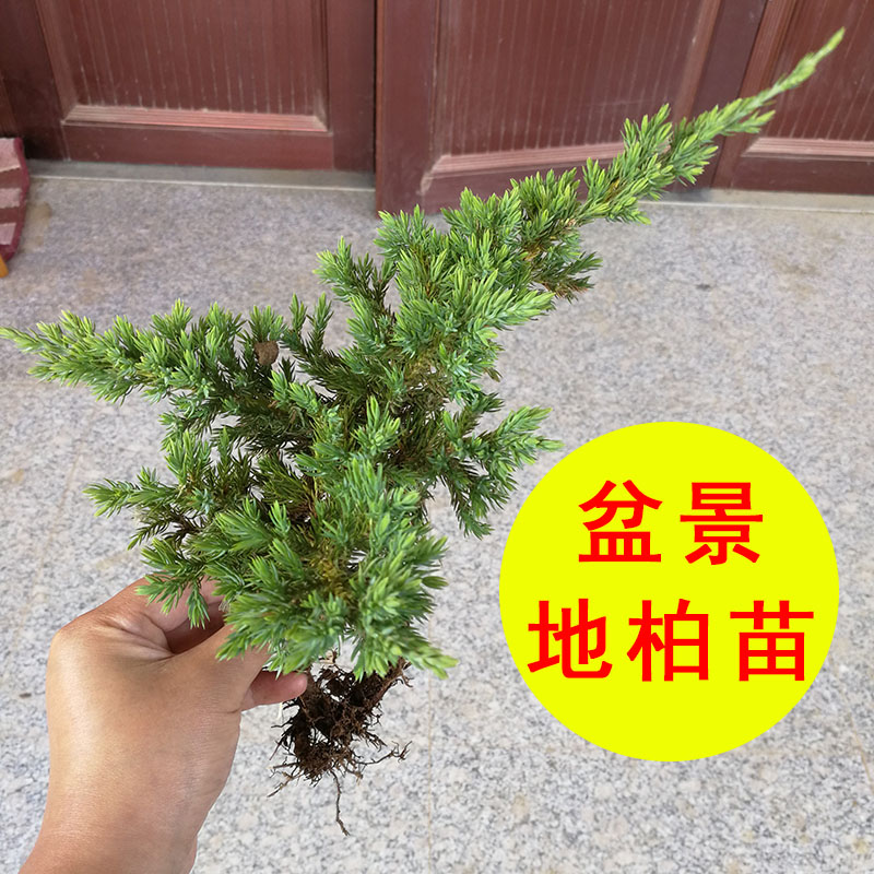 绿化新款新西兰工程爬苗地柏老桩盆景素材柏树松铺地植物常绿直销