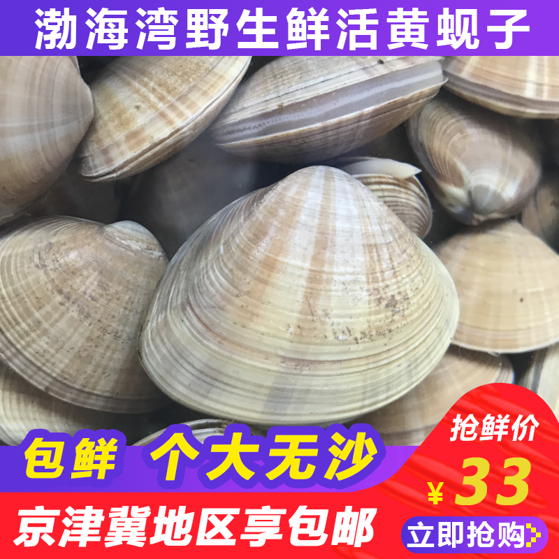 渤海湾新鲜大黄蚬子扇贝鲜活贝类黄蚬肉蛤蜊个大无沙4件顺丰包邮 渤海湾新鲜大黄蚬子扇贝鲜活贝类黄蚬肉蛤蜊个大无沙4件顺丰包邮