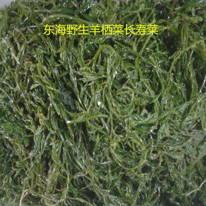 温州特产东海野生盐渍羊栖菜鹿角菜海大麦海菜芽长寿菜海藻500g