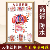 Body visceral anatomical system Schematic body visceral organ chart Full body Medicine Advocacy wallchart poster