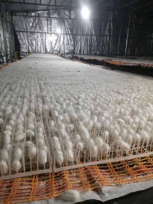 蚕宝宝蚕网4-5龄大蚕岀沙塑料网蚕专用清理网过滤网大蚕120x250cm