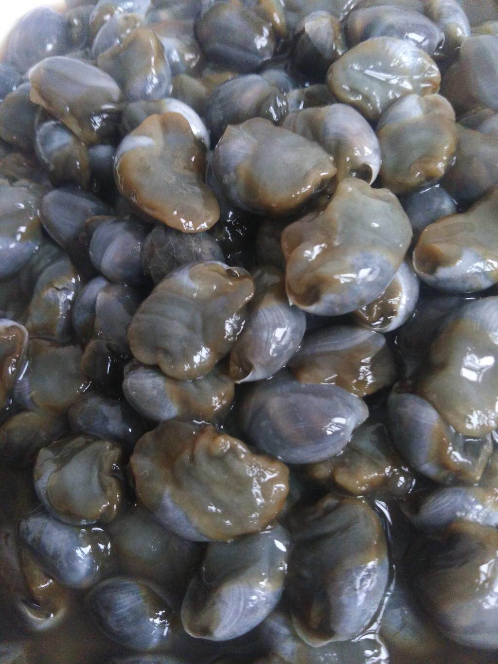 盐城特产 个大无沙(咸)黄泥螺 600克*2瓶 非即食 2016年春螺