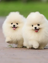 Pure breed Beauté puppies Tea Cup Dogs White Boomeri Dogs Living With No Hair White Teddy Puppies Small Dogs Pet Dogs