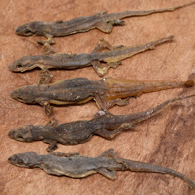 中药材干壁虎天龙精选壁宫守宫盐蛇干条型完整干货100g 可磨粉