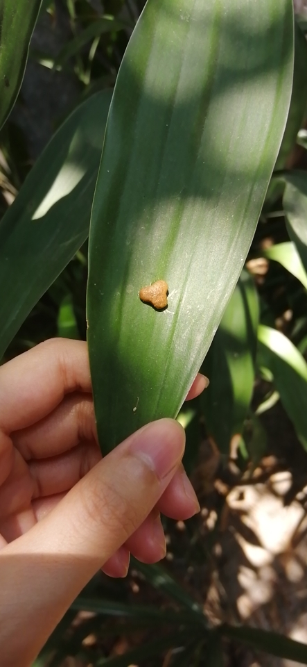 猫粮2kg试吃怎么样,好用吗?使用感受分享,第5张 猫粮2kg试吃怎么样,好用吗?使用感受分享,第5张
