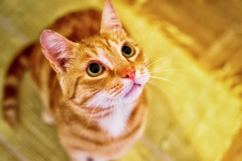 你真会养猫吗?养猫面对的不仅是吃喝拉撒1