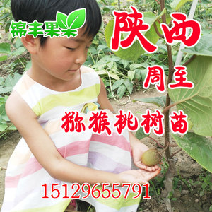 陕西周至猕猴桃树苗嫁接奇异果果树苗苗木南方