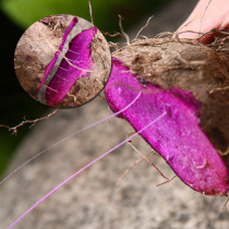 2021 old Baker purple yam purple yam purple Huashan farmhouse open-air planting fresh vegetable foot plate potato Wenzhou specialty 5kg