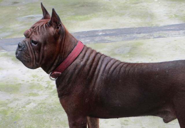 这些都是中国狗,看看你认识几个?