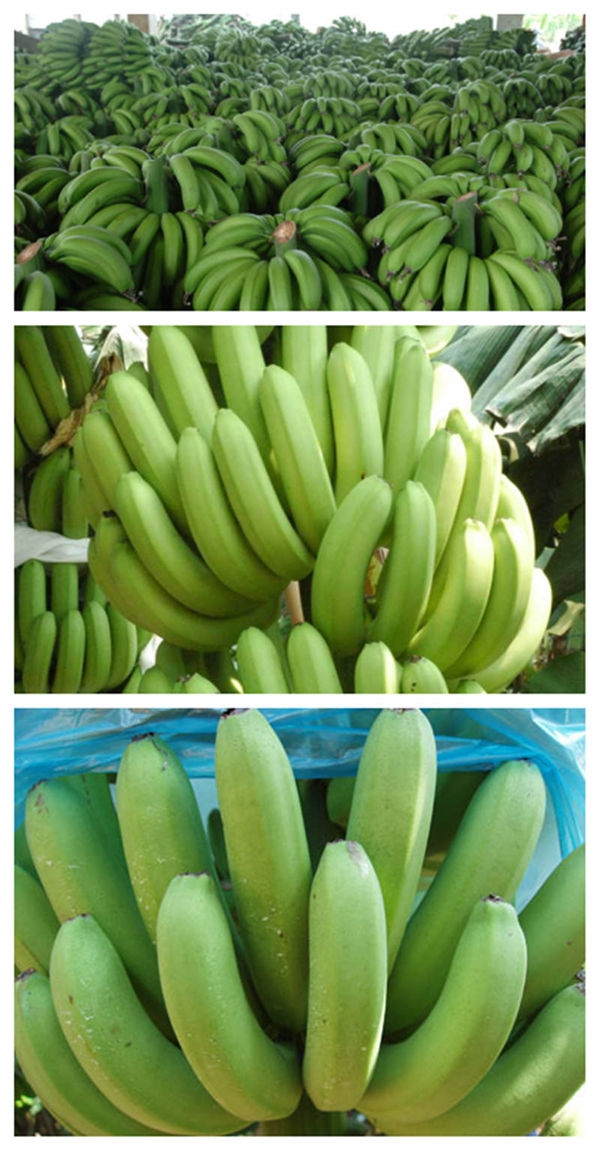 香蕉banana 新鲜水果无催熟剂 广东特产非米蕉粉蕉皇帝蕉 5斤装