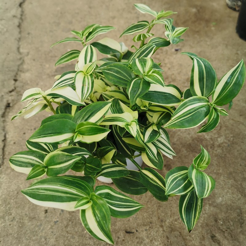 鸭舌吊兰盆栽吊竹梅青白玉吊兰斑叶花叶鸭跖草水竹草室内植物易养