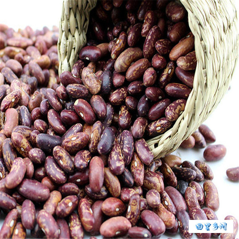 贵州农家特产新收花腰豆 酸菜豆米汤原料 紫红花豆菜豆500g包邮