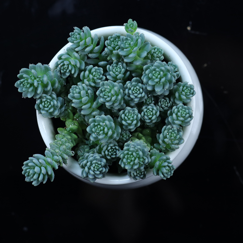 姬星美人 多肉植物组合盆栽新手群生萌肉肉净化空气 旋叶姬星美人_7折