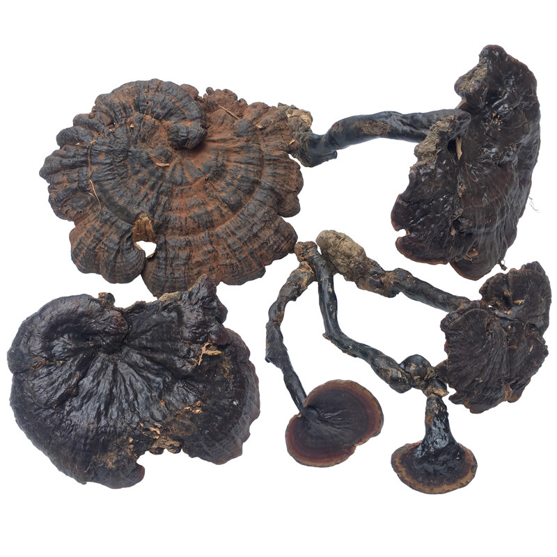 深山纯野生灵芝天然紫芝整枝紫灵芝林芝甘香不苦可切片250克干品