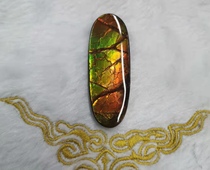 Bi Jincai Natural Canadian Spotted Gem Plain Plaid Snail Fossil