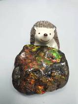 Bi Jincai Canadian Natural Spotted Snail Ancient Fossil Collection Ornamental Stone