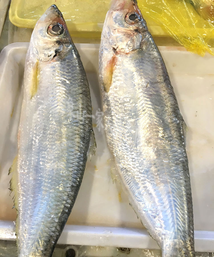 东海野生鳓鱼/白力鱼,500克2-3条左右,,冷冻可以保存一个月,可以红烧