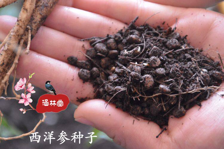 长白山可开花大人参苗野山参林下参苗西洋参苗已催芽种子盆栽包邮
