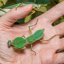 Giant Shield Mantis Live Pet Mantis Chinese Big Knife Mantis pet Insect pet orchid Large giant Mantis