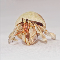 Gray Pet Hermit Crab Live Strawberry Crab Ornamental Crab Freshwater Crab Land Crab Hand Crab General Cleaning Crab