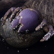 Short-wristed Pet Hermit Crab Live Pet Crab Ornamental Crab Freshwater Crab Land Crab Gray Strawberry Hermit Crab