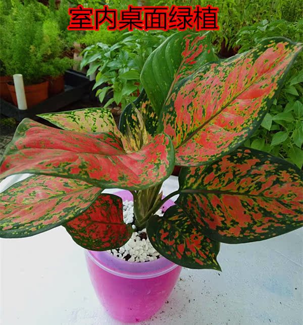如意贵夫人彩叶粗勒草万年红室内桌面懒人吸水绿植花盆栽净化包邮图片