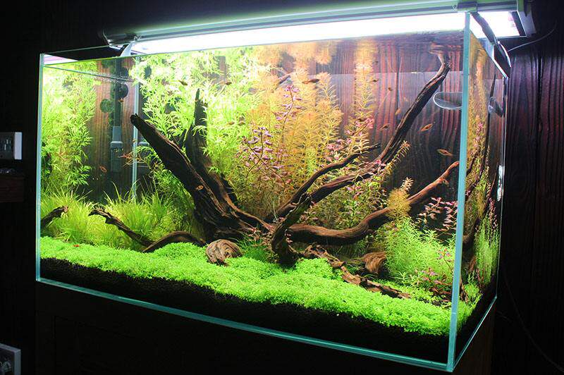 鱼缸植物造景铺底冒泡草坪前景无菌爬地大矮珍珠真水草水族箱草