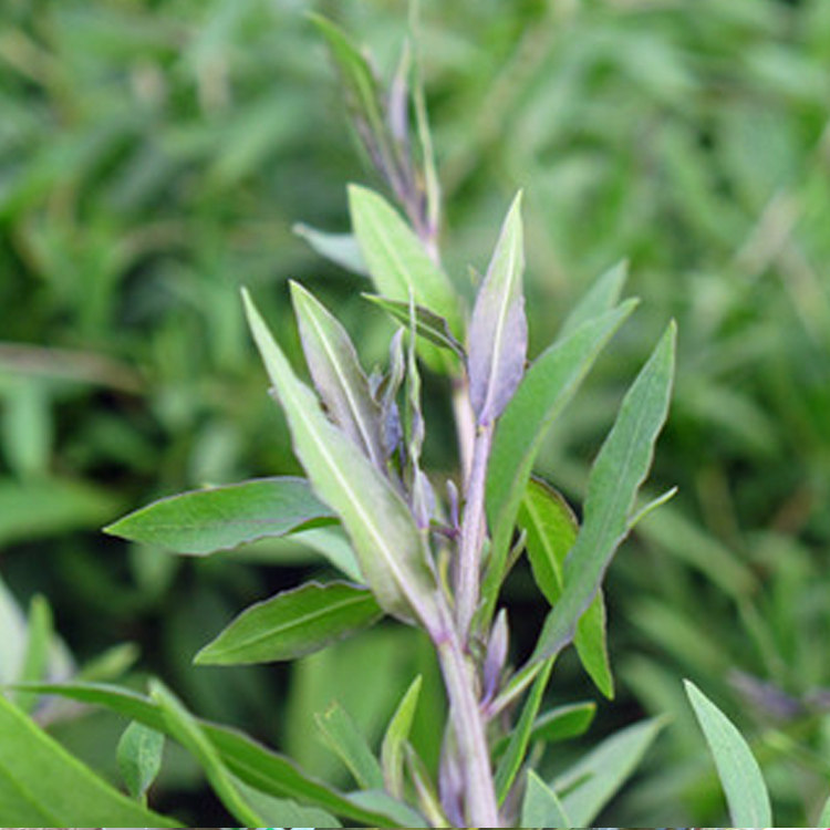 300g枸杞芽山野菜 新鲜蔬菜 农家土特产 枸杞头嫩叶嫩梢 5袋包邮