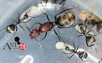 Silky Bow-backed Ant