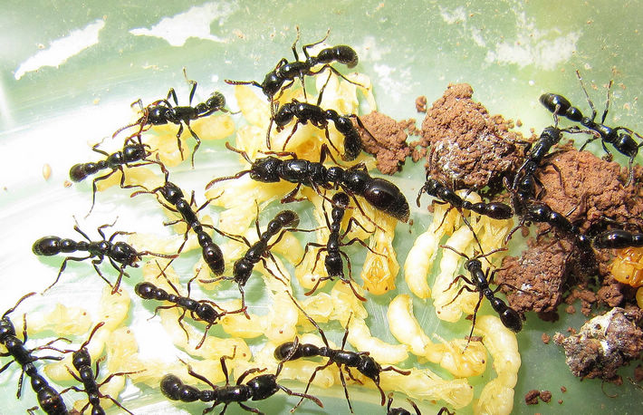 槽结粗角猛蚁cerapachys sulcinodis 宠物蚂蚁活体