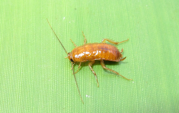 樱桃蟑螂‖幼体0.40.6cm‖1元10只,五元起拍