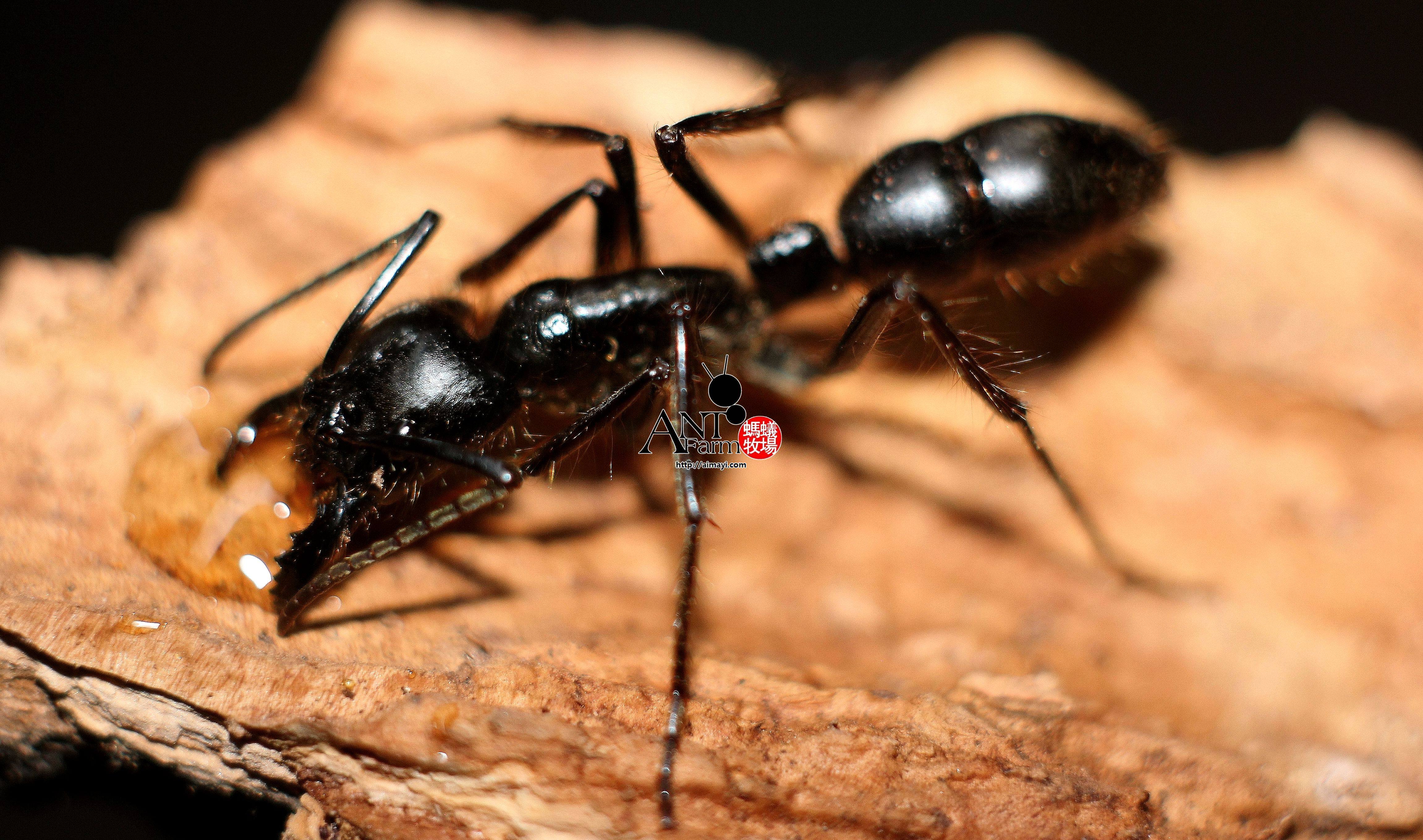 巨猎猛蚁dinoponera gigantea