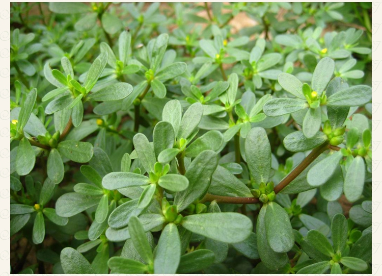 蔬菜种子【野生马齿苋种子籽】蚂蚱菜马芹菜马荠菜春秋满包邮_7折现价