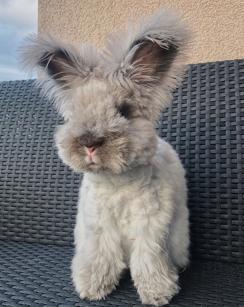 网红巨型安哥拉兔巨兔活体长毛兔子活物大型兔子宠物兔幼年成年兔