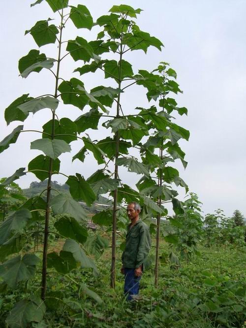 泡桐种子 白花泡桐 大果泡桐 空桐木 水桐 桐木树 紫花树毛 优质