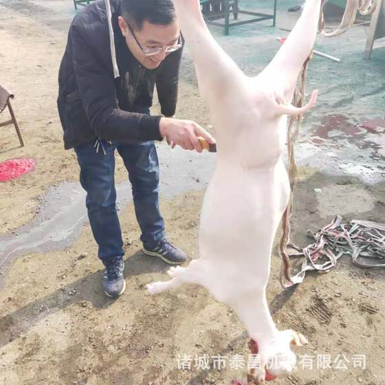 양 특수 제모 기계 소형 자동 양 살해 기계 양도 도축 장비 제모 기계 양 모발 기계 양 특수 제모 기계 소형 자동 양 살해 기계 양도 도축 장비 제모 기계 양 모발 기계