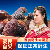 (Pruning Ganoderma lucidum) Tibet Wild White Heart Red Ganoderma Lucidum Premium Quality 500g Gift Box Whole Large Ganoderma lucidum